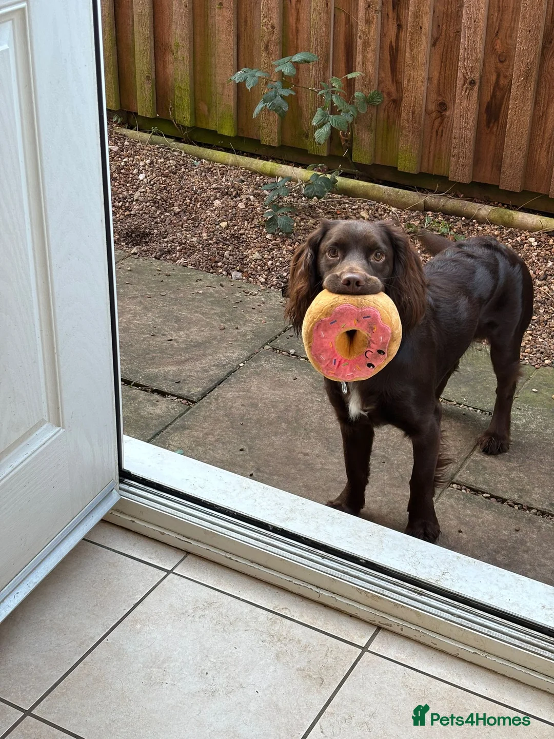 Cocker Spaniel dogs for sale: Chocolate cocker spaniel for rehoming  in Melton Mowbray - Advert 1