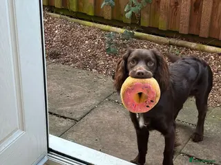 Cocker Spaniel dogs Chocolate cocker spaniel for rehoming in Melton Mowbray - Advert 8