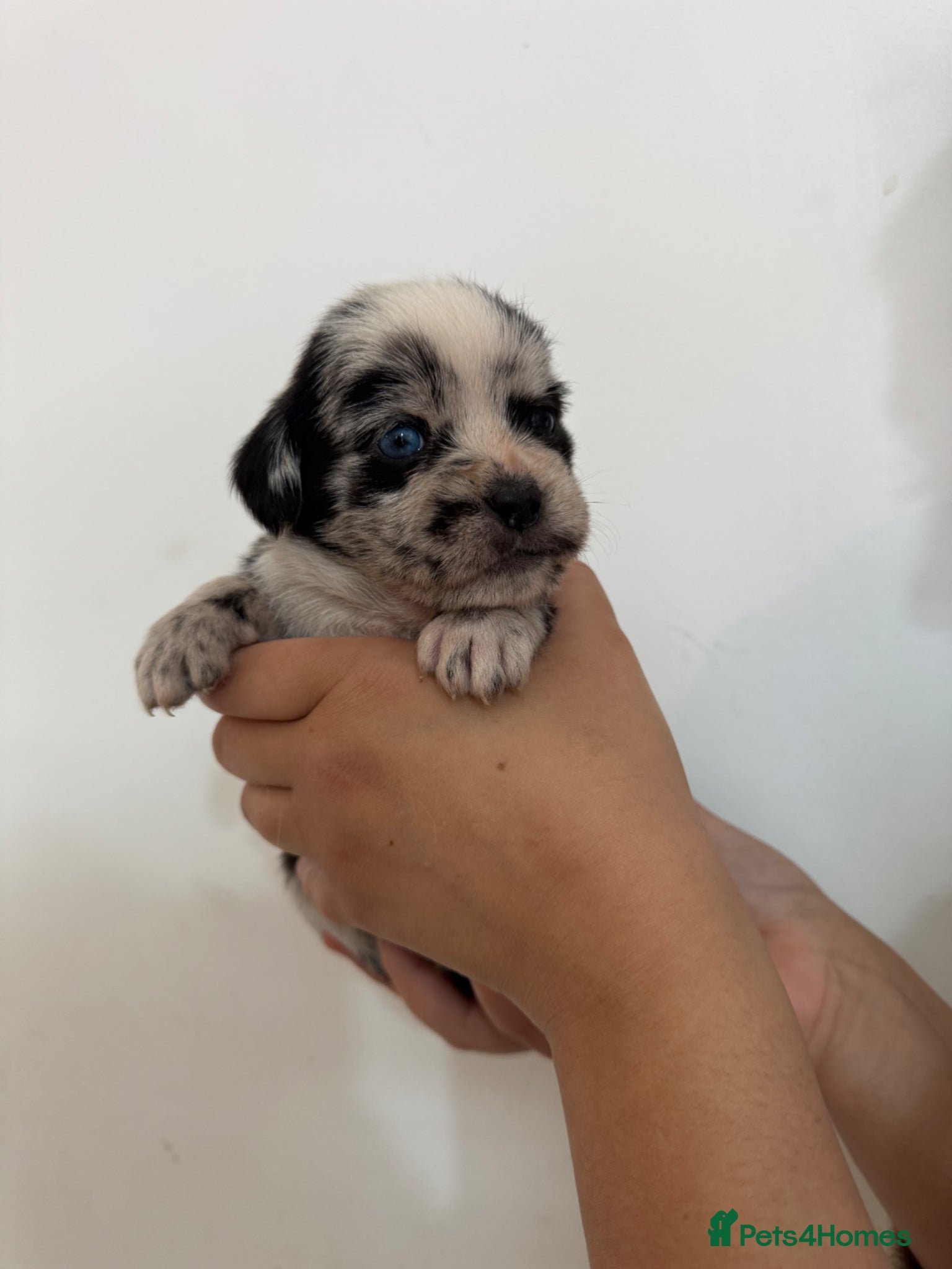 American Bulldog dogs 🐾 American Bull Dog Puppies For Sale 🐾 - Advert 19