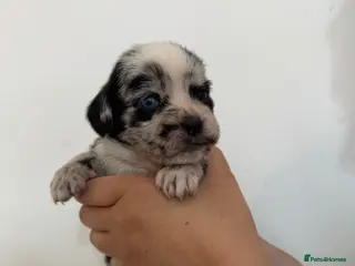 American Bulldog dogs 🐾 American Bull Dog Puppies For Sale 🐾 - Advert 19