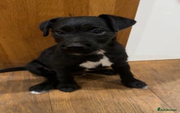 Patterjack dogs for sale:  🐾 Patterdale x Jack Russell Puppies 🐾 - Image 12