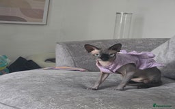 Sphynx cats for sale: Female Sphynx Cat - Image 3