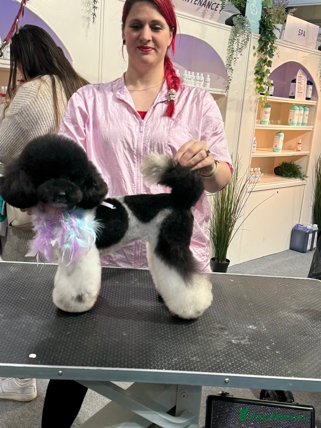 Toy Poodle dogs for sale: KC registered toy poodles - Image 13