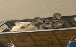 Chinchilla rodents for sale: 3 Chinchillas (family) - Image 20