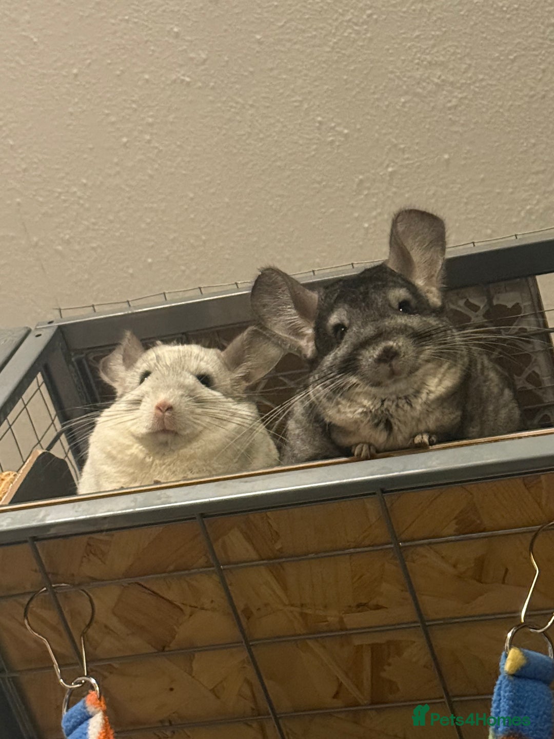 Chinchilla rodents for sale: 3 Chinchillas (family) - Image 20