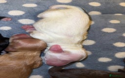 Cockapoo dogs for sale: Cockapoo pups  - Image 7
