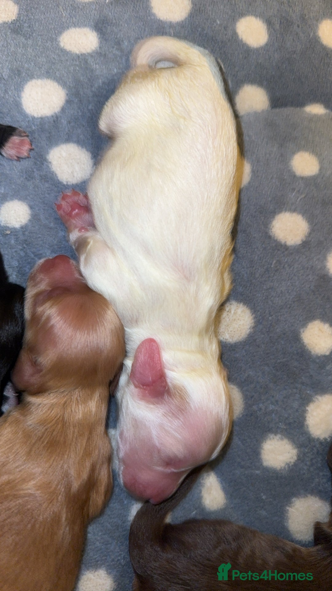 Cockapoo dogs for sale: Cockapoo pups  - Image 7