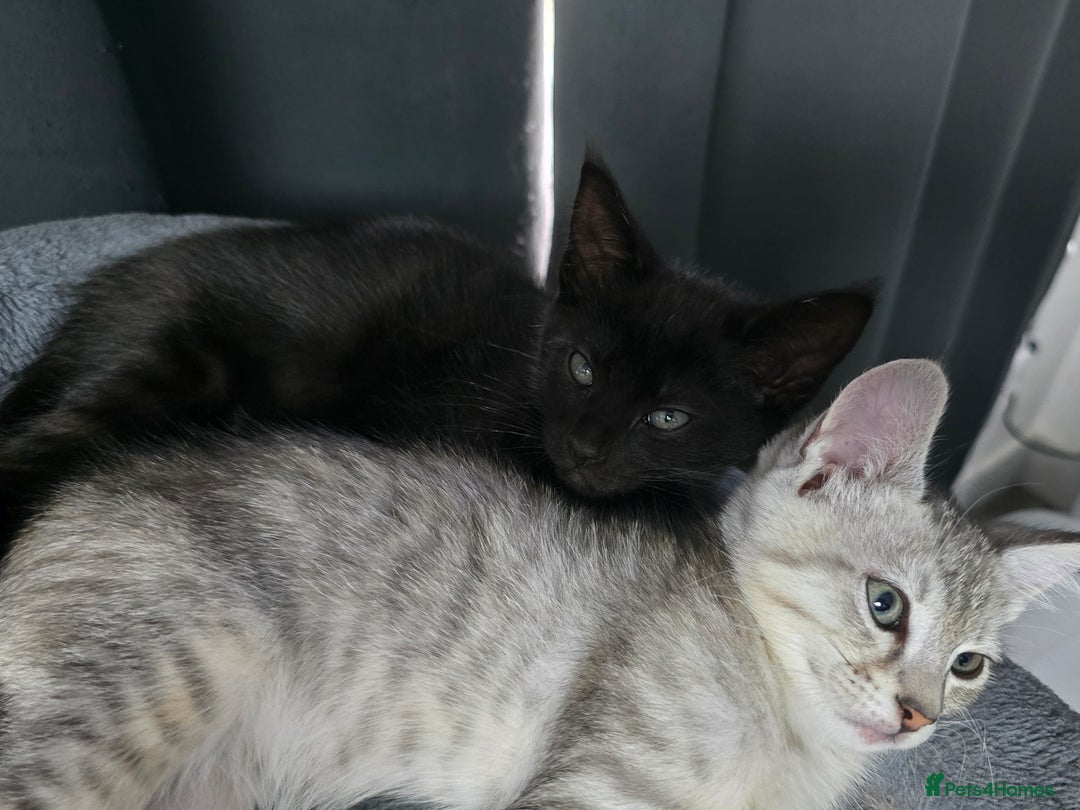 Mixed Breed cats for sale: Mixed breed kittens - Image 5