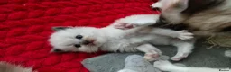 Ragdoll cats for sale: kittens - Advert 9
