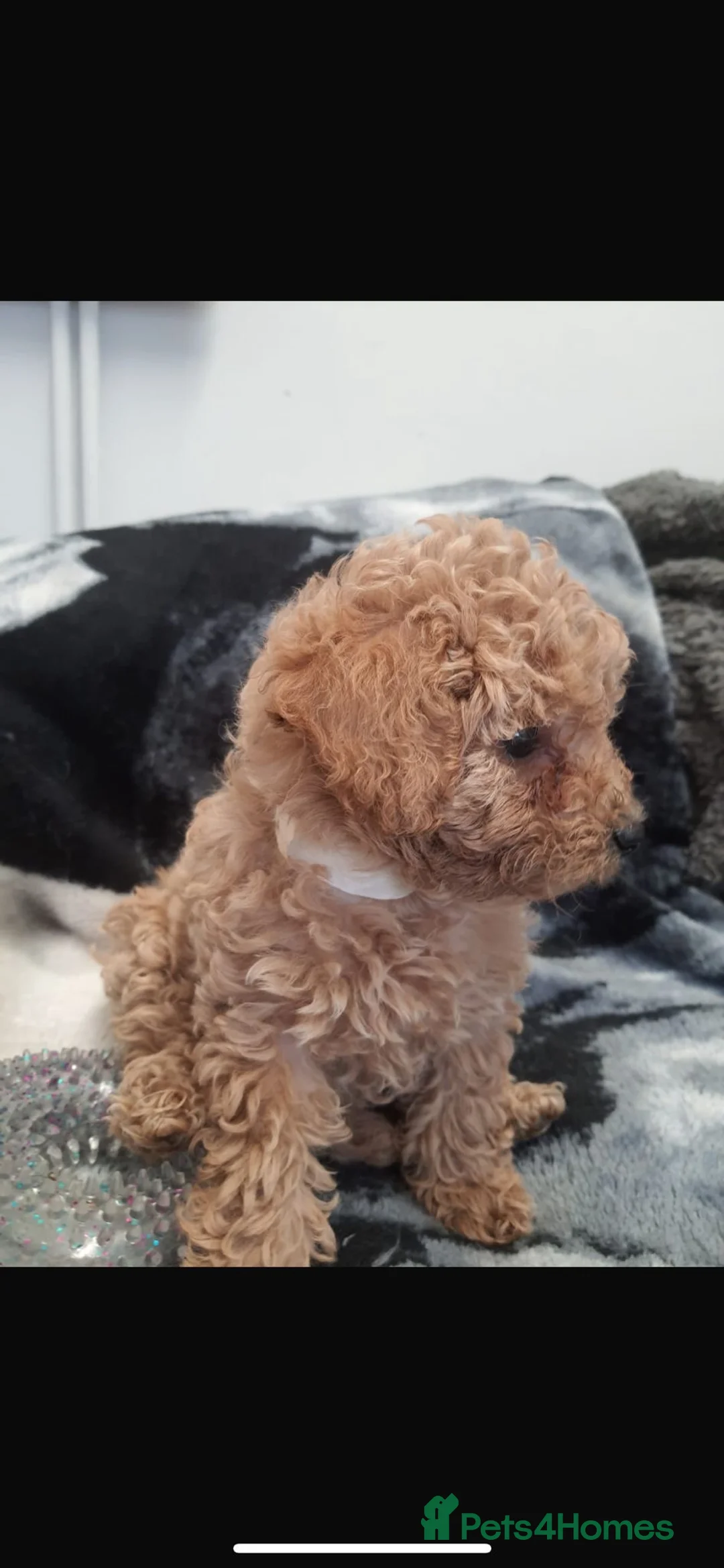 Miniature Poodle dogs for sale: Kc Reg Miniature Poodles Available Now - Advert 7