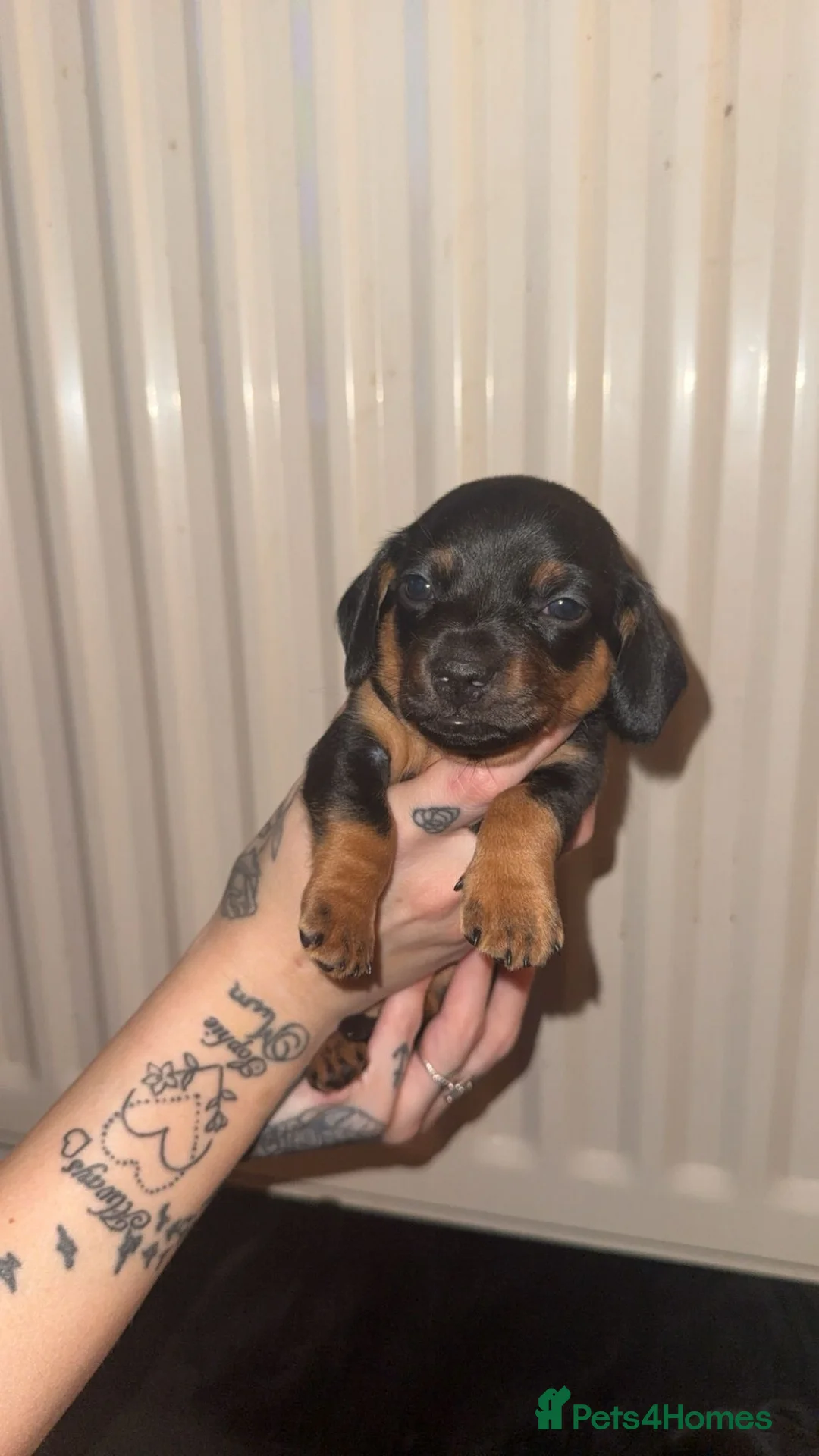 Dachshund dogs for sale: Dachshund puppies.  in Egham - Advert 7