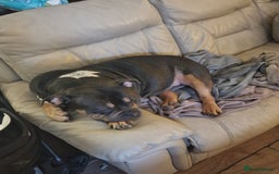 Mixed Breed dogs for sale: Bully cross - Image 2