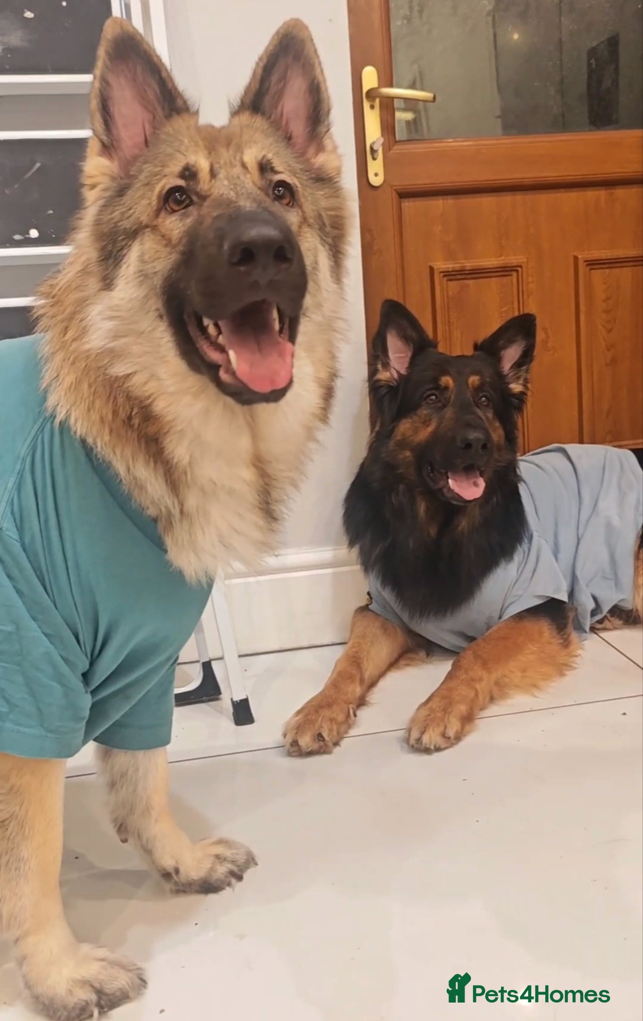 German Shepherd dogs for sale: 3 Purebred Pups XL Long-Hair GSD Girl Puppies - Advert 2