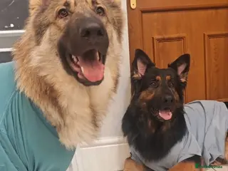 German Shepherd dogs 100% Purebred XL Long-Hair German Shepherd Puppies - Advert 9