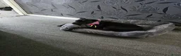 Mixed Breed dogs for sale: Dog to good home. - Advert 6