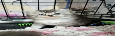 Black silver ticked tabby and white.