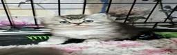British Longhair cats for sale: GCCF REG, British Longhairs. - Advert 3