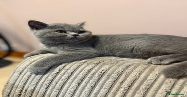 British Shorthair cats in Gloucester - Advert 8