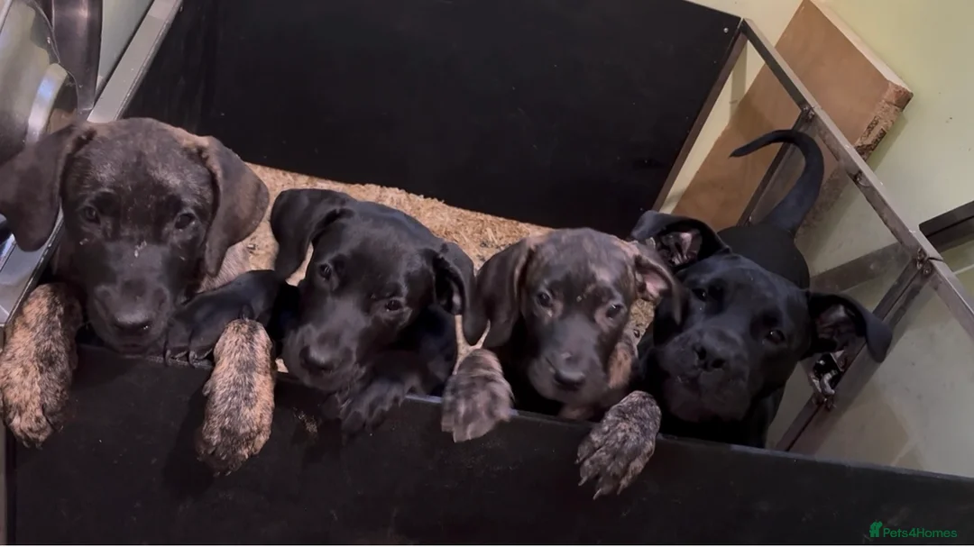 Presa Canario dogs for sale: 3 Pressa canario female pups - Advert 9