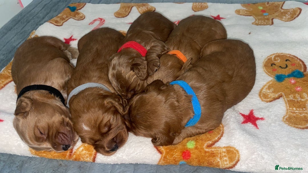 Cockapoo dogs for sale: 5 Stunning fox red Cockapoos (health tested) - Image 16
