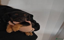 Mixed Breed dogs for sale: Jackweenie male puppies - Image 27