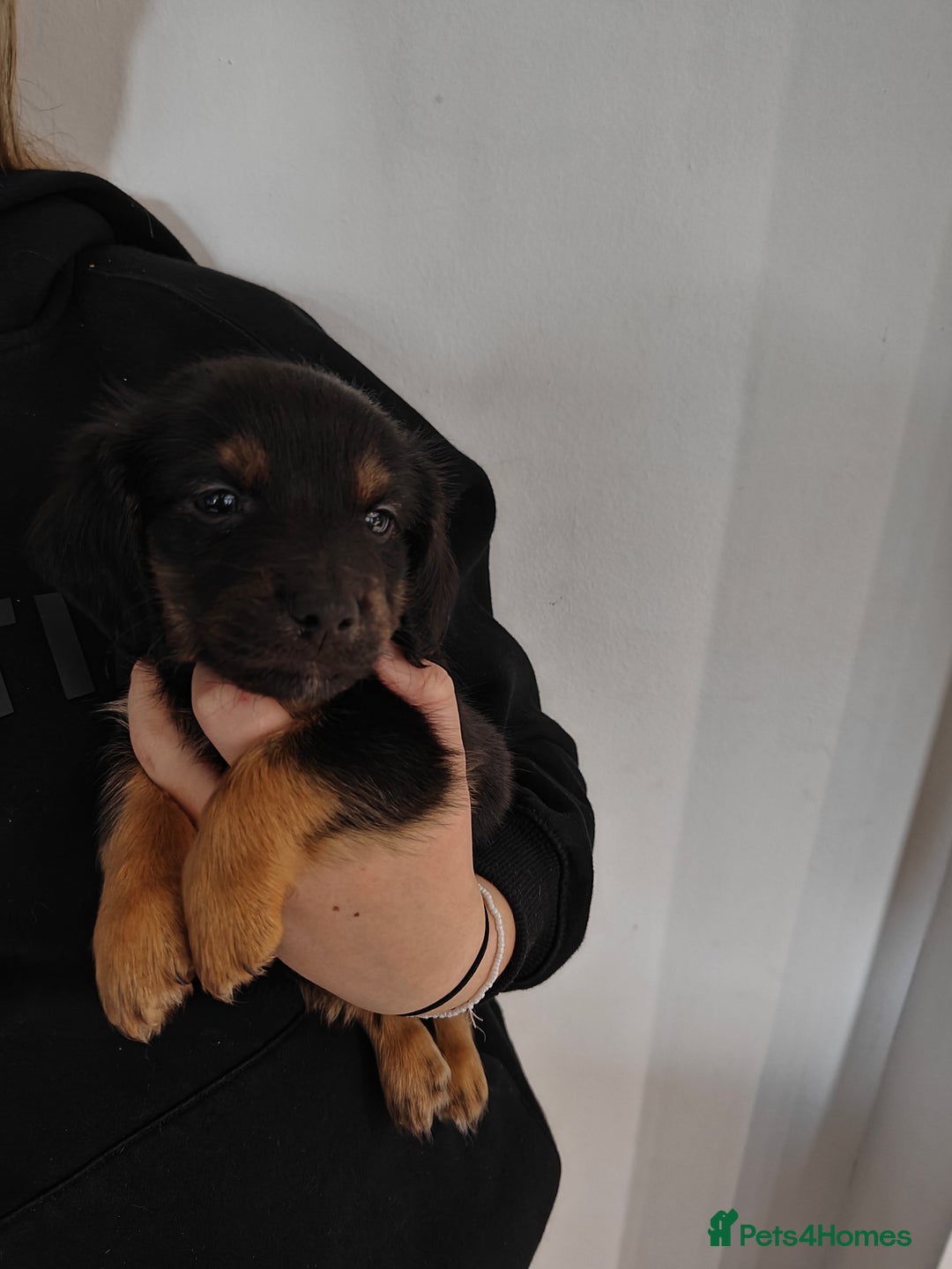 Mixed Breed dogs for sale: Jackweenie male puppies - Image 27