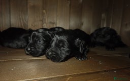Cocker Spaniel dogs for sale: Quality KC Show type Cocker spaniels - Image 4