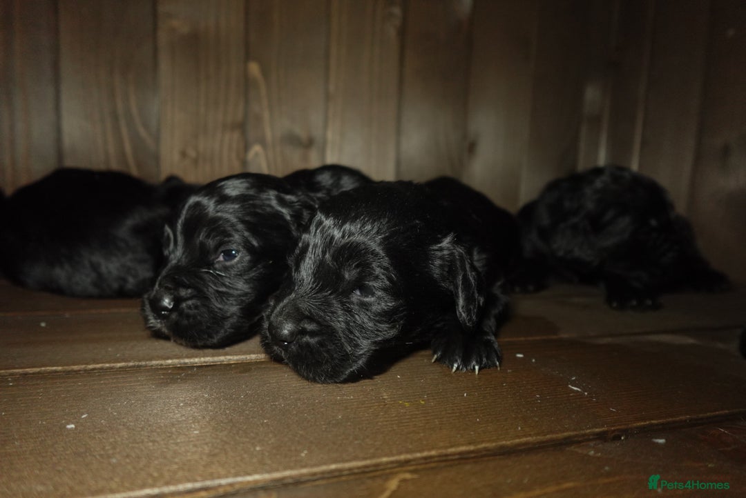 Cocker Spaniel dogs for sale: Quality KC Show type Cocker spaniels - Image 4
