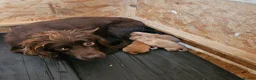 Cocker Spaniel dogs for sale: KC Cocker Spaniel-Black and Golden Boys Available in Settle - Advert 16