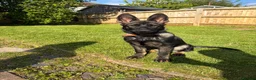 German Shepherd dogs for sale: German shepherd in Cardiff - Advert 4
