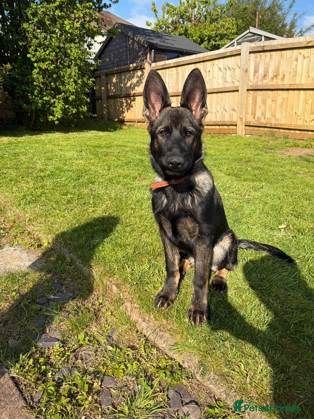 German Shepherd dogs for sale: German shepherd in Cardiff - Advert 4