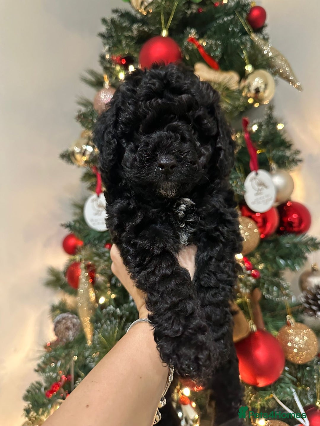 Cockapoo dogs for sale: Stunning f1b cockapoo's for sale  - Advert 1