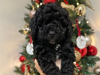 Cockapoo dogs Stunning f1b cockapoo's for sale - Advert 7