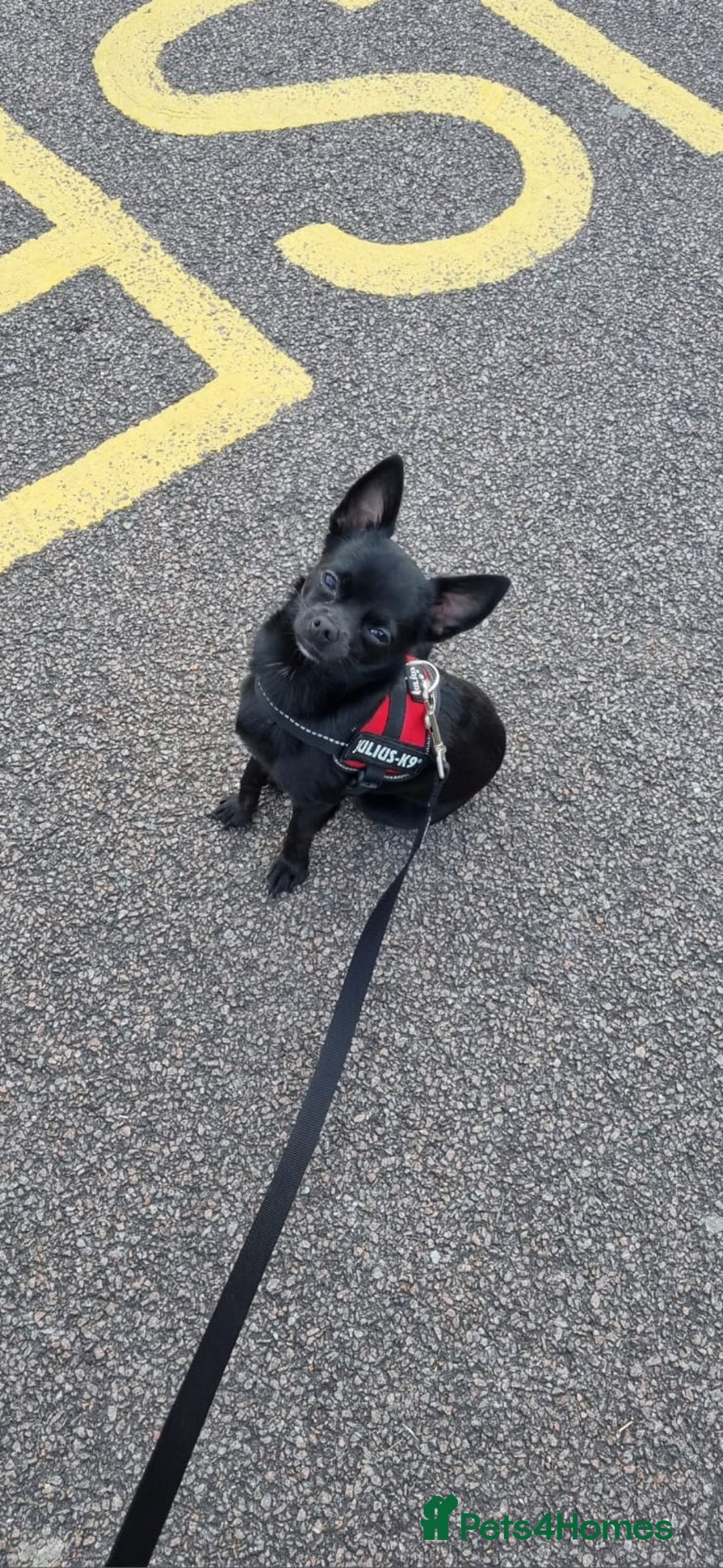 Chihuahua dogs for stud: Pedigree Chihuahua for stud - Image 1