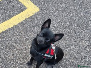 Chihuahua dogs - Advert 24