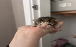 Mixed Breed cats for sale: 1 FEMALE LEFT left  - Image 1