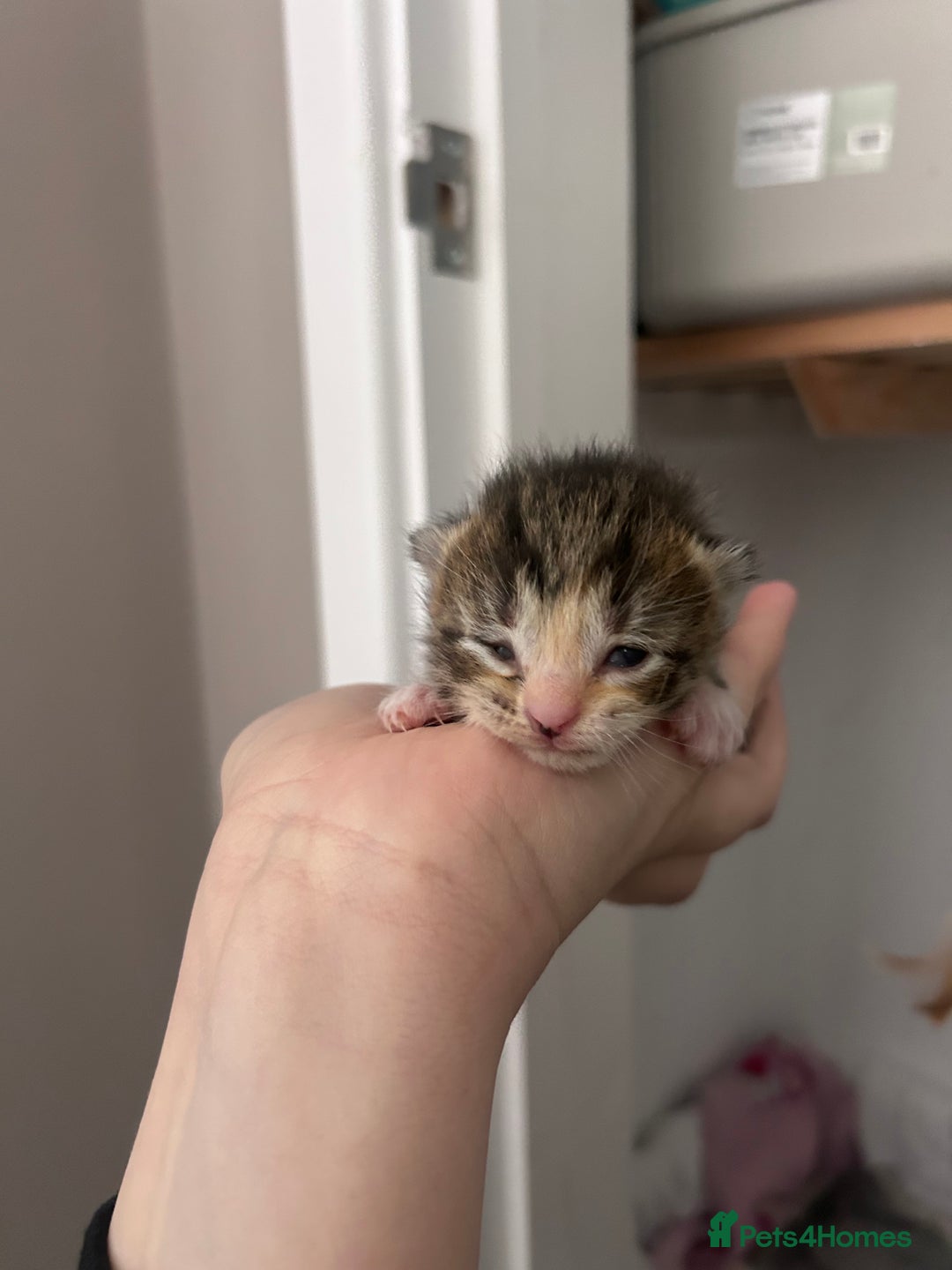 Mixed Breed cats for sale: 1 FEMALE LEFT left  - Image 1