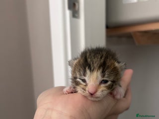 Mixed Breed cats - Advert 26