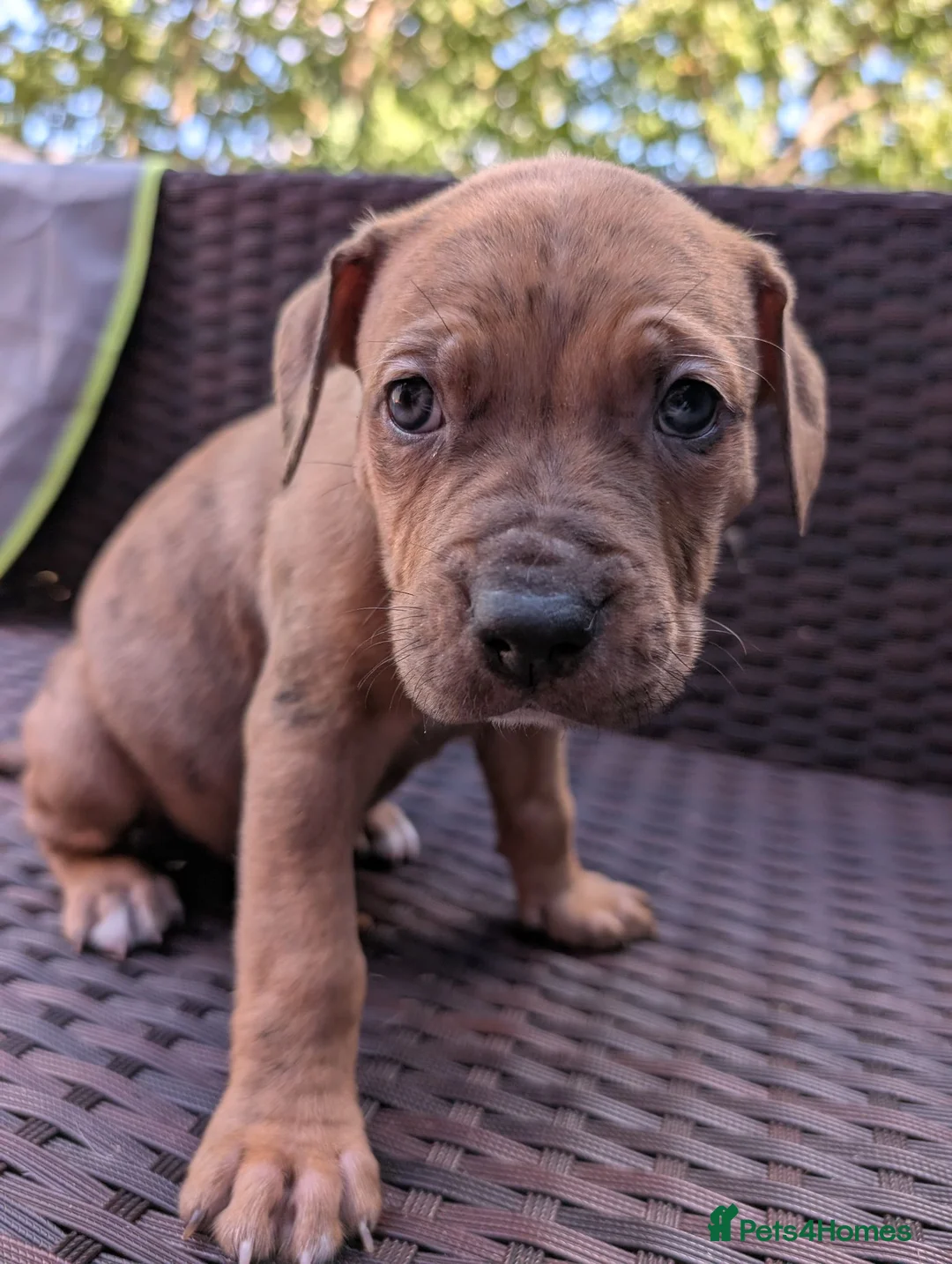 Mixed Breed dogs for sale: Alapaha blue blood bulldog cross staffy puppies  - Advert 11