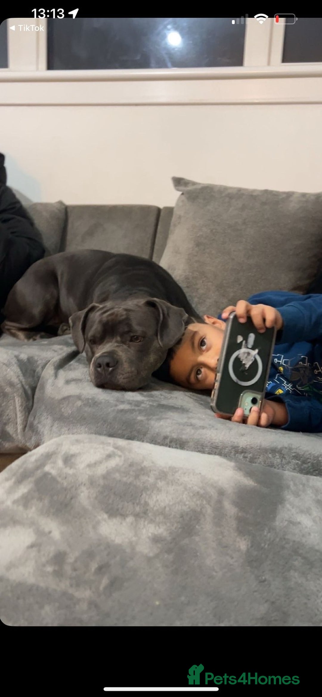 American Bull Staffy dogs for sale: Female staffy - Image 6