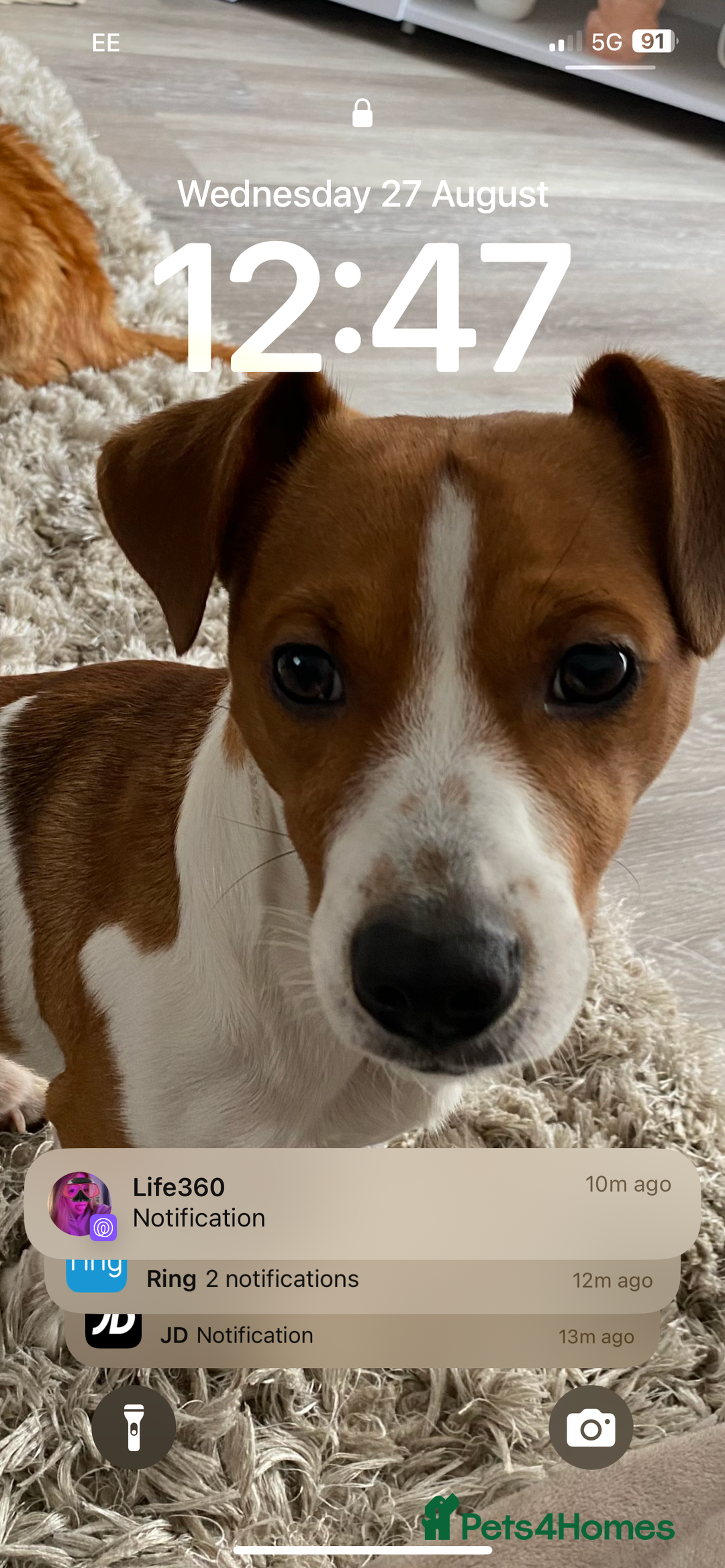 Jack Russell dogs for stud: A beautiful good natured boy - Image 4