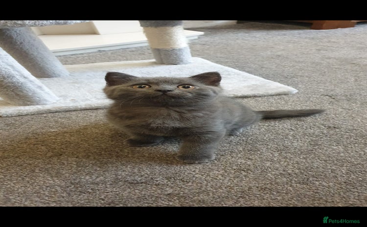 British Shorthair cats - Advert 10
