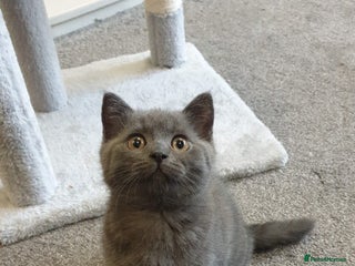British Shorthair cats - Advert 28