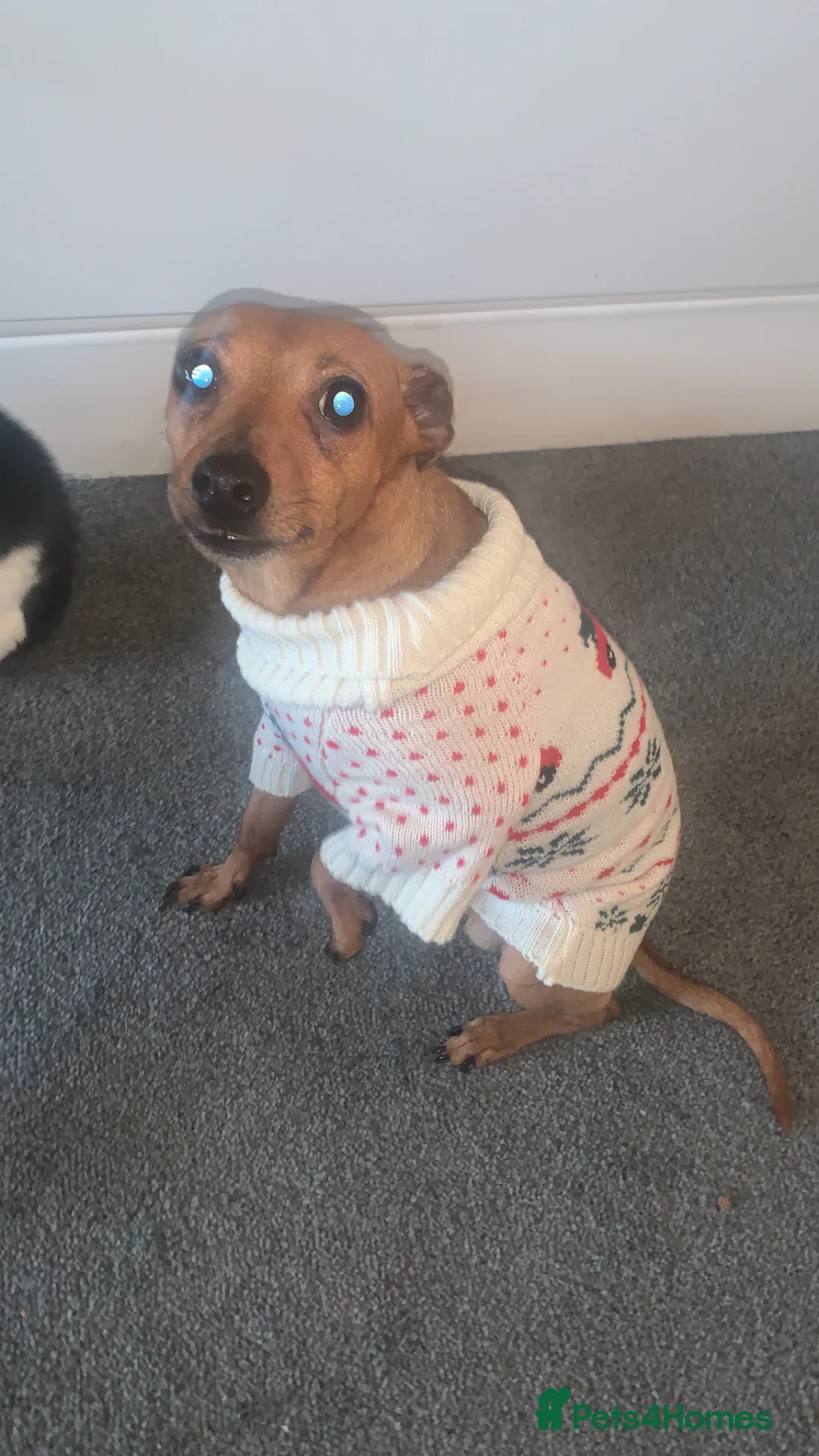 Miniature Pinscher dogs for sale: Toby  - Advert 2