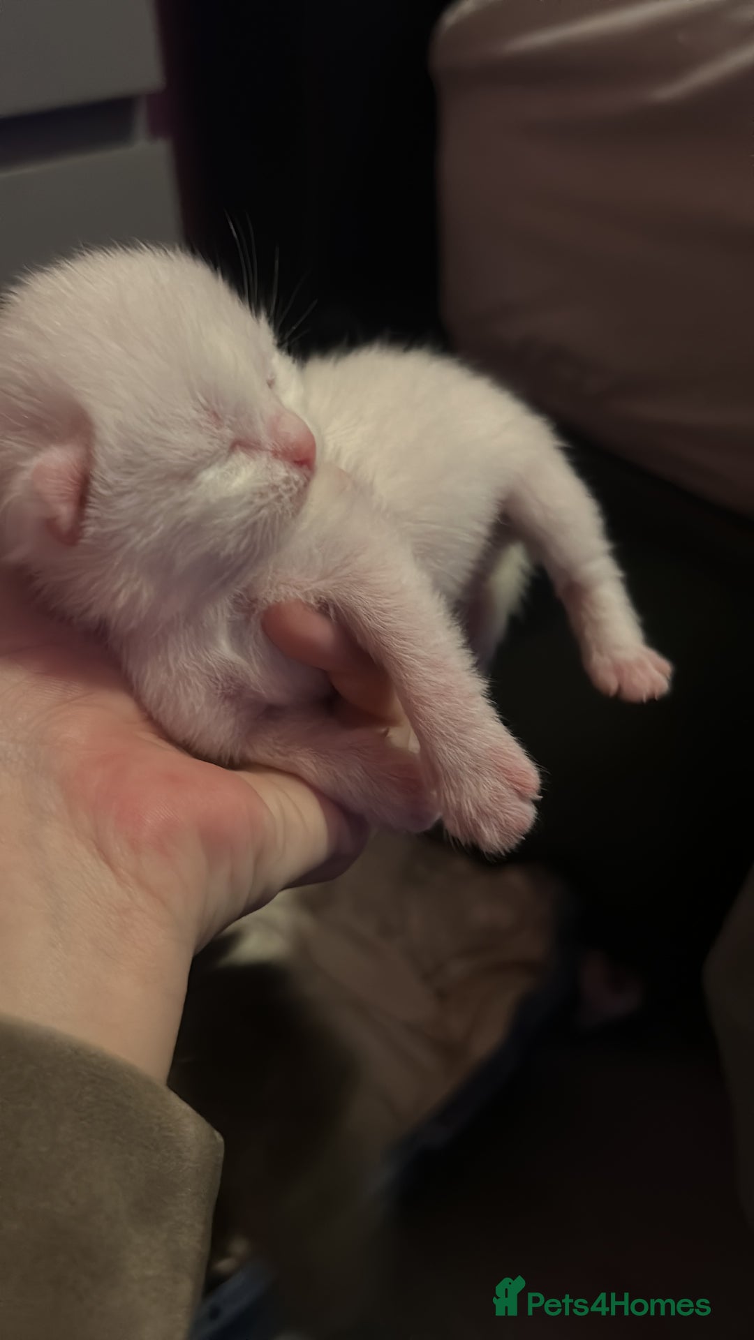 Mixed Breed cats for sale: Kittens  - Advert 2