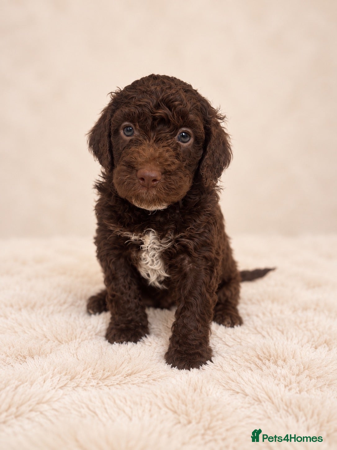 Cockapoo dogs F2 Merle apricot red and white Cockapoo puppies ❤️ - Advert 1