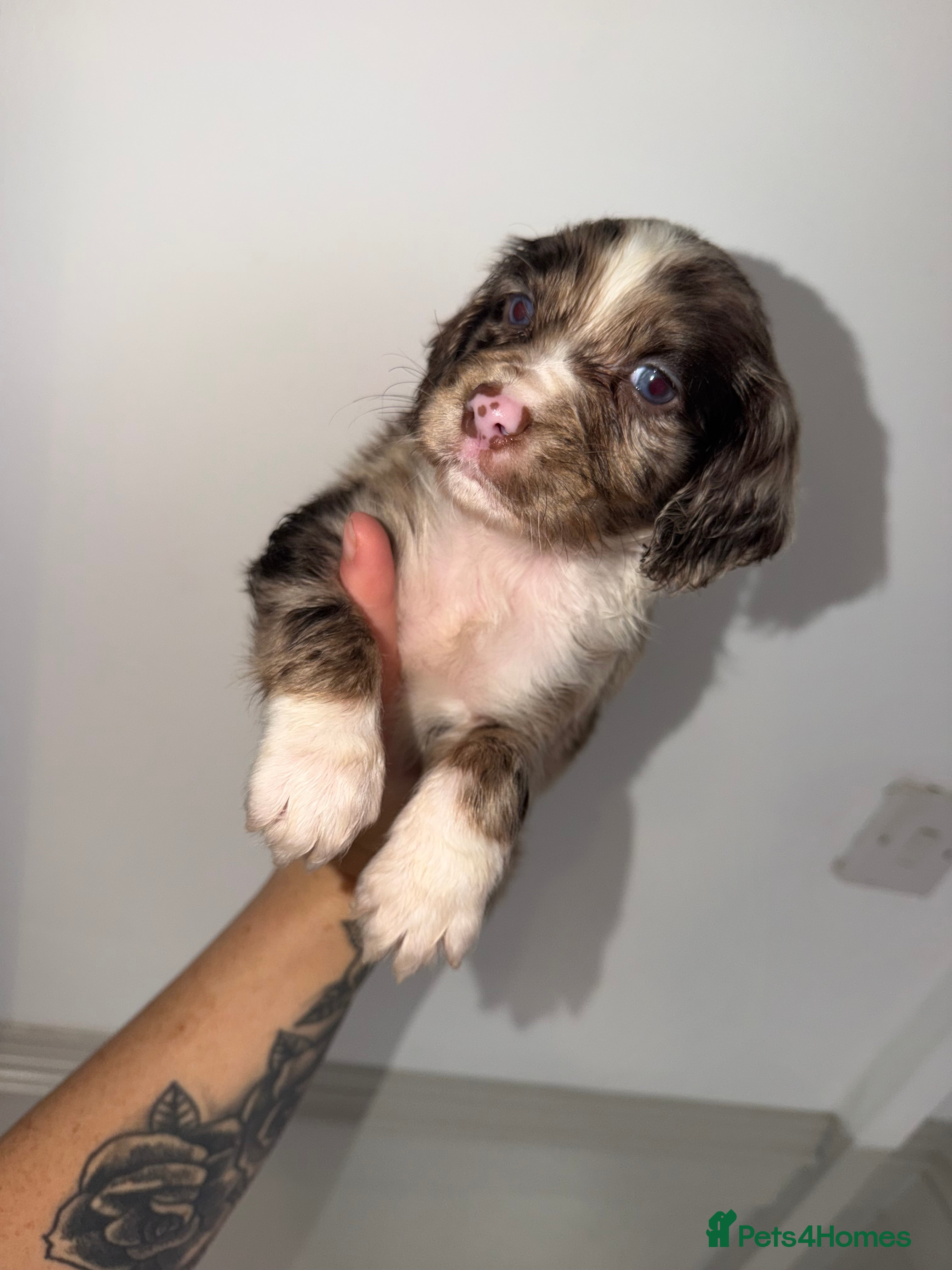 Cocker Spaniel dogs for sale: Beautiful litter of working cockerspaniel babies🐾 - Advert 2