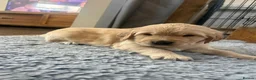 Golden Retriever dogs for sale: Golden Retiever puppies  - Advert 7