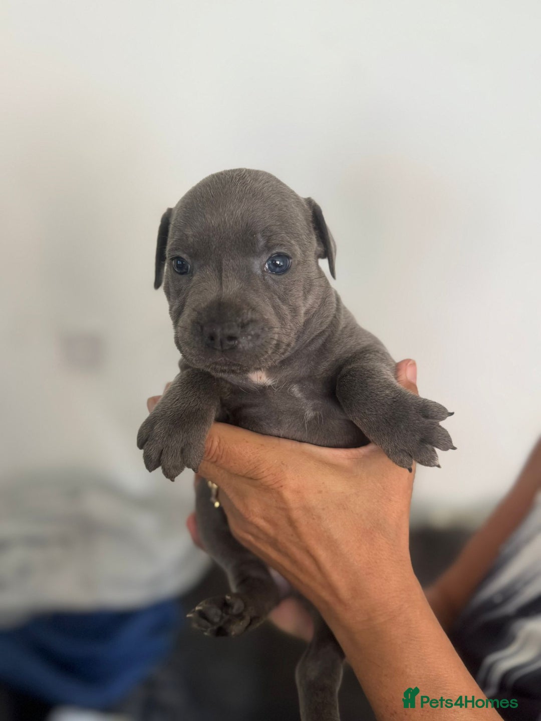Staffordshire Bull Terrier dogs for sale: Staffordshire bull terrier pups - Image 18