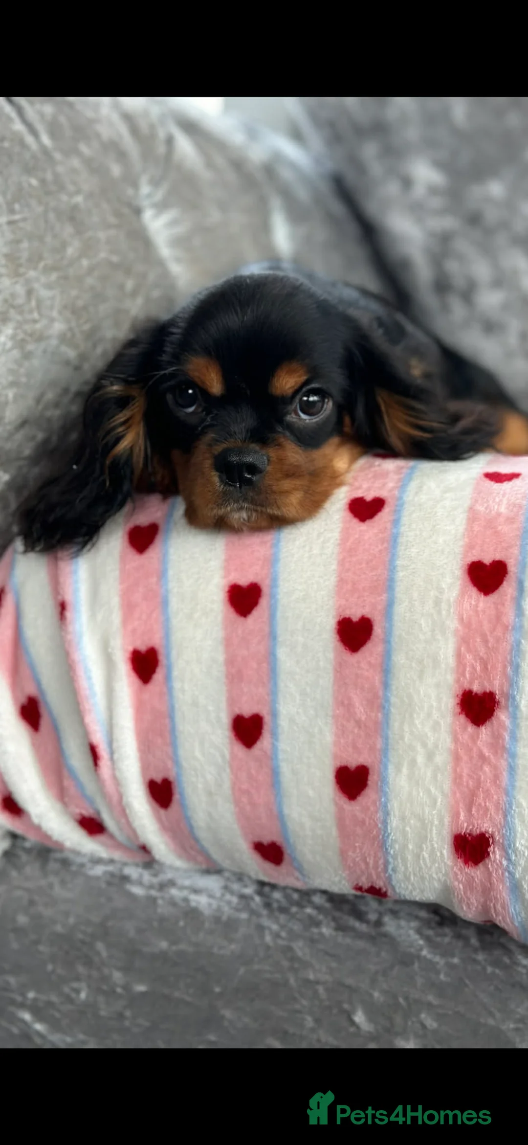Cavalier King Charles Spaniel dogs for sale: KC registered Cavalier Puppies  - Advert 7